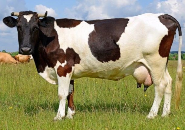 Описание: Результат пошуку зображень за запитом "корова"