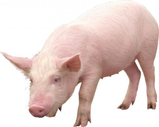 Описание: Результат пошуку зображень за запитом "свиня"