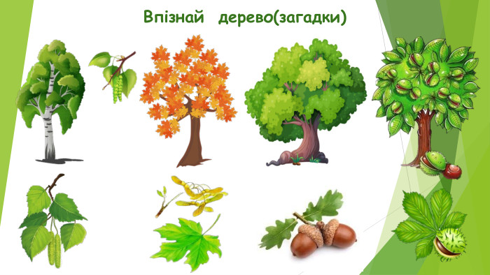 Впізнай  дерево(загадки)