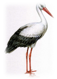 http://dasha46.narod.ru/Encyclopedic_Knowledge/Biology/Animals/Birds/2/Aist1.jpg
