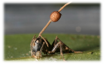 carpenter-ant-and-fungus-006-www_guardian_co_uk.jpg