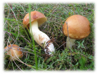 1280px-Fungi_0051.jpg