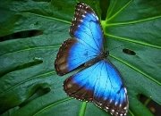 синій метелик.jpg