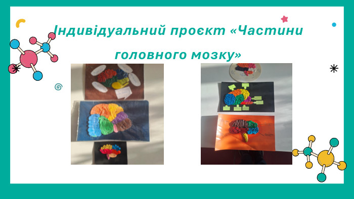 Індивідуальний проєкт «Частини головного мозку»