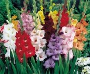 Цибулини квітів - купити в Україні | Каталог цибулин квітів ціна