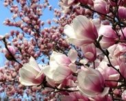 Найкрасивіші весняні квіти Батьківщини. Парки та ботанічні сади України