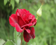 Троянди для букет червоного. У Царстві квіти. Яскраві червоні троянди. Квіти  України. Теплий літній день в саду квіти. … | Red rose bouquet, Rose  bouquet, Red roses