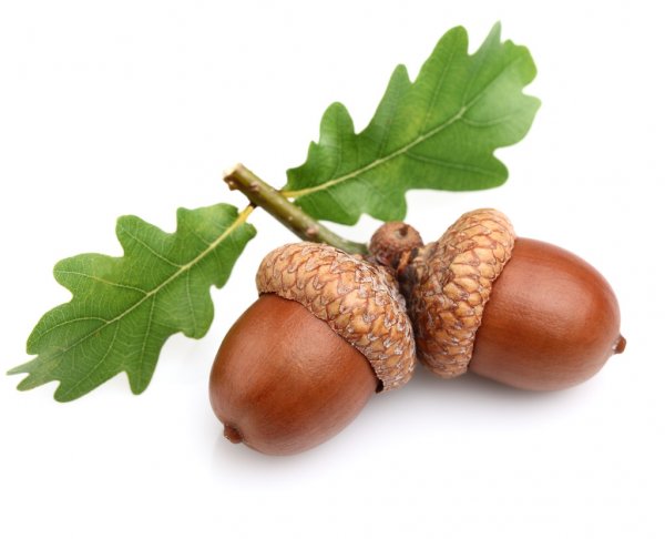 depositphotos_12651835-stock-photo-dried-acorns-with-leaves.jpg
