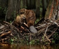 http://webmandry.com/images/stories/2013/03/013-biver/beaver-pair.jpg