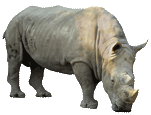 http://www.kidsgen.com/facts/images/rhino.gif