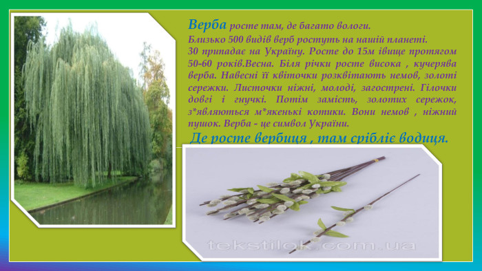 Верба росте там, де багато вологи. Близько 500 видів верб ростуть на нашій планеті. 30 припадає на Україну. Росте до 15м івище протягом 50-60 років. Весна. Біля річки росте висока , кучерява верба. Навесні її квіточки розквітають немов, золоті сережки. Листочки ніжні, молоді, загострені. Гілочки довгі і гнучкі. Потім замість, золотих сережок, з*являються м*якенькі котики. Вони немов , ніжний пушок. Верба - це символ України.   Де росте вербиця , там срібліє водиця.