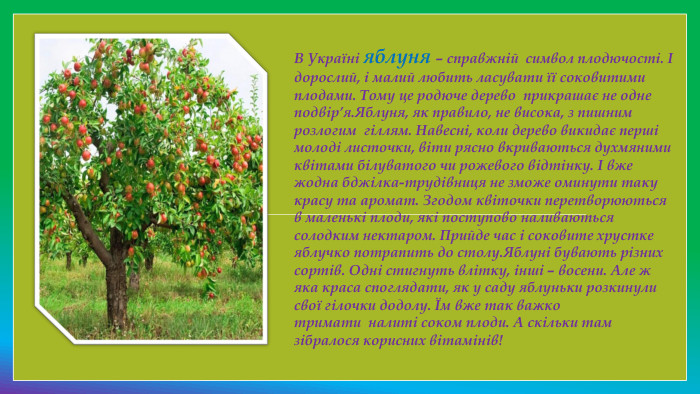 В Україні яблуня – справжній  символ плодючості. І дорослий, і малий любить ласувати її соковитими плодами. Тому це родюче дерево  прикрашає не одне подвір’я. Яблуня, як правило, не висока, з пишним розлогим  гіллям. Навесні, коли дерево викидає перші молоді листочки, віти рясно вкриваються духмяними квітами білуватого чи рожевого відтінку. І вже жодна бджілка-трудівниця не зможе оминути таку красу та аромат. Згодом квіточки перетворюються в маленькі плоди, які поступово наливаються солодким нектаром. Прийде час і соковите хрустке яблучко потрапить до столу. Яблуні бувають різних сортів. Одні стигнуть влітку, інші – восени. Але ж яка краса споглядати, як у саду яблуньки розкинули свої гілочки додолу. Їм вже так важко тримати  налиті соком плоди. А скільки там зібралося корисних вітамінів!