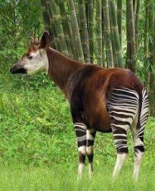 Самые необычные животные Африки. Фото