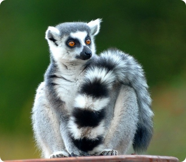 1356511851_lemur-20.jpg