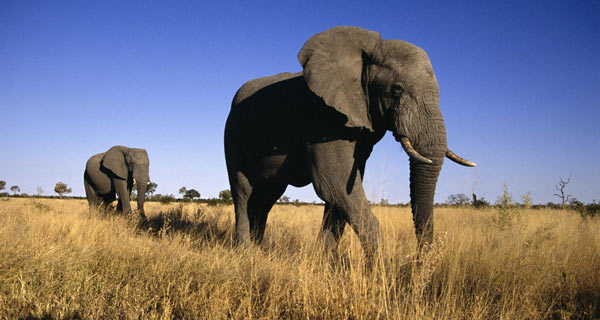 afrikanskij-slon-1.jpg