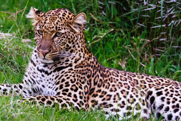 young-leopard-resting-in-grass-kenya-africa_211856-61.jpg