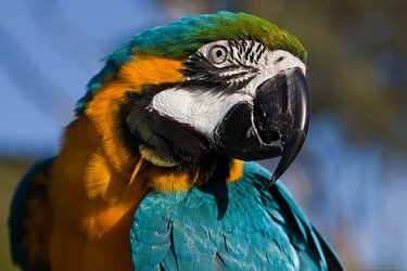 Папуги ара