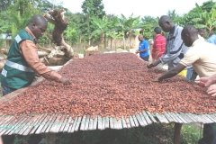 Результат пошуку зображень за запитом "виробництво какао"