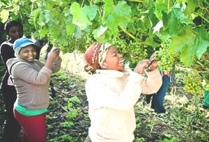 Результат пошуку зображень за запитом "виноградарство африка"