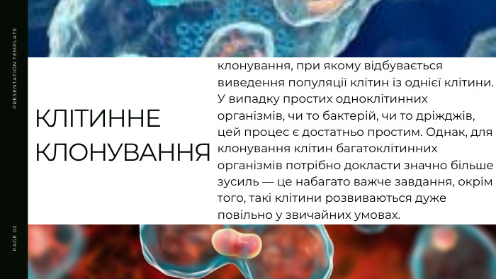 PRESENTATION TEMPLATEPAGE 02 КЛІТИННЕ КЛОНУВАННЯклонування, при якому відбувається виведення популяції клітин із однієї клітини. У випадку простих одноклітинних організмів, чи то бактерій, чи то дріжджів, цей процес є достатньо простим. Однак, для клонування клітин багатоклітинних організмів потрібно докласти значно більше зусиль — це набагато важче завдання, окрім того, такі клітини розвиваються дуже повільно у звичайних умовах.