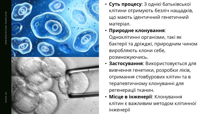 PRESENTATION TEMPLATEPAGE 02 Суть процесу: З однієї батьківської клітини отримують безліч нащадків, що мають ідентичний генетичний матеріал. Природне клонування: Одноклітинні організми, такі як бактерії та дріжджі, природним чином виробляють клони себе, розмножуючись. Застосування: Використовується для вивчення генетики, розробки ліків, отримання стовбурових клітин та в терапевтичному клонуванні для регенерації тканин. Місце в інженерії: Клонування клітин є важливим методом клітинної інженерії