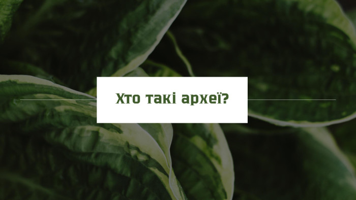 Хто такі археї?
