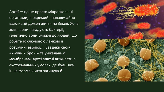 Археї — це не просто мікроскопічні організми, а окремий і надзвичайно важливий домен життя на Землі. Хоча зовні вони нагадують бактерії, генетично вони ближчі до людей, що робить їх ключовою ланкою в розумінні еволюції. Завдяки своїй «хімічній броні» та унікальним мембранам, археї здатні виживати в екстремальних умовах, де будь-яка інша форма життя загинула б