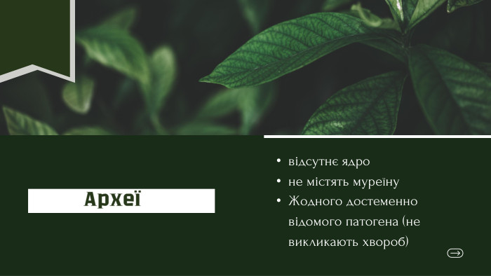 Археївідсутнє ядроне містять муреїну. Жодного достеменно відомого патогена (не викликають хвороб)