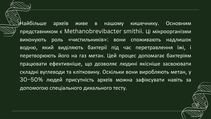 Найбільше археїв живе в нашому кишечнику. Основним представником є Methanobrevibacter smithii. Ці мікроорганізми виконують роль «чистильників»: вони споживають надлишок водню, який виділяють бактерії під час перетравлення їжі, і перетворюють його на газ метан. Цей процес допомагає бактеріям працювати ефективніше, що дозволяє людині якісніше засвоювати складні вуглеводи та клітковину. Оскільки вони виробляють метан, у 30–50% людей присутність археїв можна зафіксувати навіть за допомогою спеціального дихального тесту.