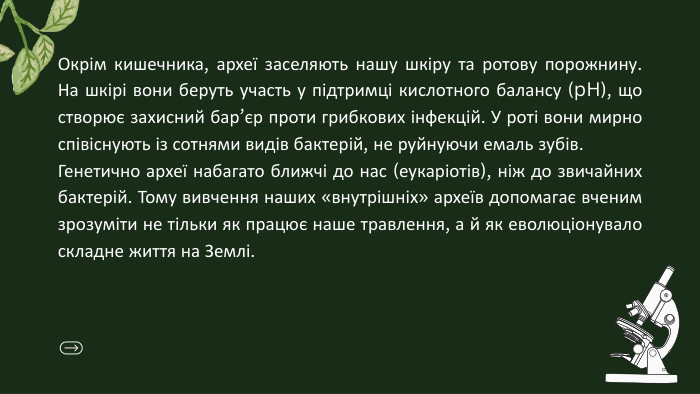 Окрім кишечника, археї заселяють нашу шкіру та ротову порожнину. На шкірі вони беруть участь у підтримці кислотного балансу (p. H), що створює захисний бар’єр проти грибкових інфекцій. У роті вони мирно співіснують із сотнями видів бактерій, не руйнуючи емаль зубів. Генетично археї набагато ближчі до нас (еукаріотів), ніж до звичайних бактерій. Тому вивчення наших «внутрішніх» археїв допомагає вченим зрозуміти не тільки як працює наше травлення, а й як еволюціонувало складне життя на Землі.