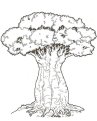 http://mycoloring-pages.com/images/tree/baobab-tree/baobab-tree-coloring-pages-1.jpg