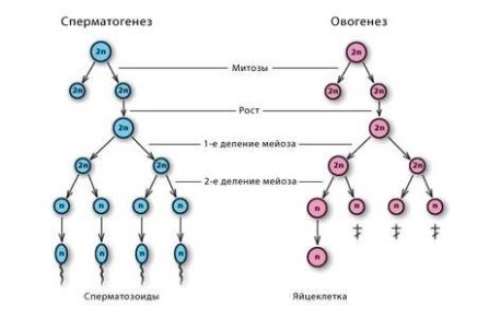 Сперматогенез і овогенез: порівняння, особливості та схема (таблиця)