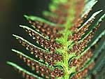Розробки уроків до теми “Вищі спорові рослини” (7 кл.)