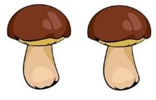 Картинки по запросу грибочки з прикладами