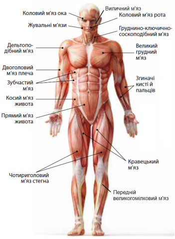 Картинки по запросу м'язи людини та їх функції таблиця