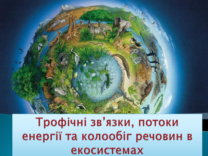 Трофічні зв’язки, потоки енергії та колообіг речовин в екосистемах