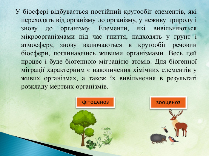 У біосфері відбувається постійний кругообіг елементів, які переходять від організму до організму, у неживу природу і знову до організму. Елементи, які вивільняються мікроорганізмами під час гниття, надходять у грунт і атмосферу, знову включаються в кругообіг речовин біосфери, поглинаючись живими організма­ми. Весь цей процес і буде біогенною міграцією атомів. Для біо­генної міграції характерним є накопичення хімічних елементів у живих організмах, а також їх вивільнення в результаті розкла­ду мертвих організмів.фітоценоззооценоз