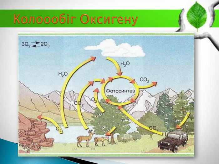 Колоообіг Оксигену