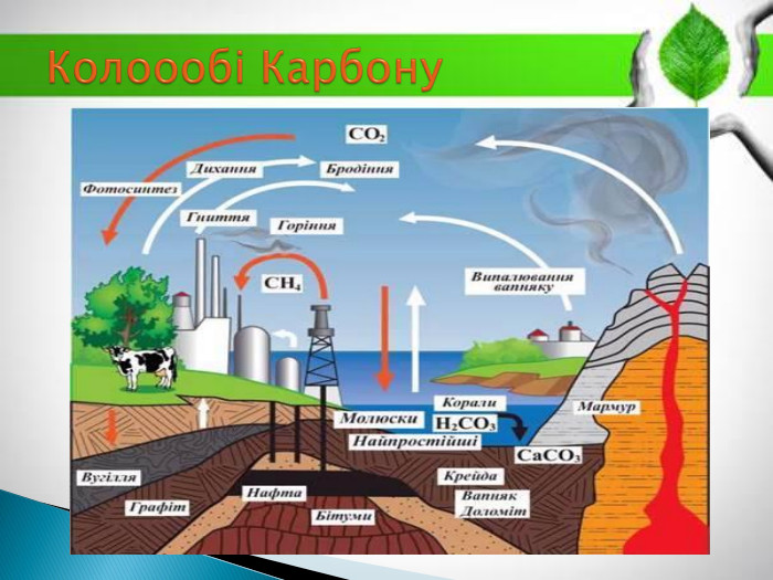 Колоообі Карбону