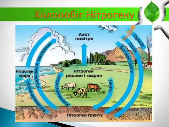 Колоообіг Нітрогену