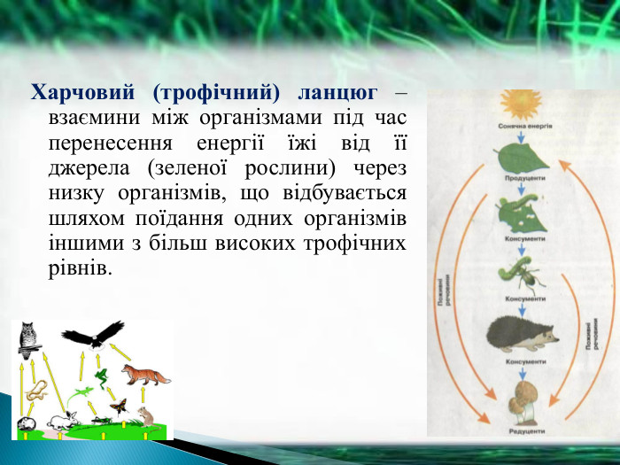 Харчовий (трофічний) ланцюг – взаємини між організмами під час перенесення енергії їжі від її джерела (зеленої рослини) через низку організмів, що відбувається шляхом поїдання одних організмів іншими з більш високих трофічних рівнів. 