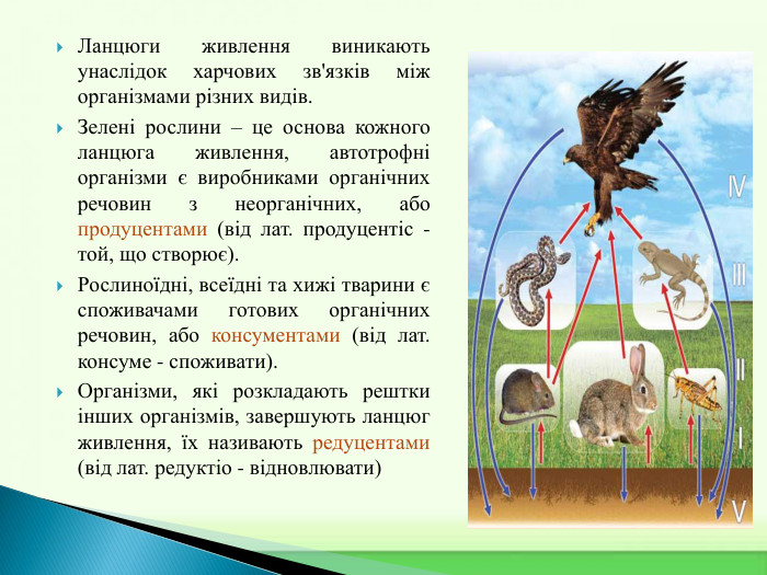 Ланцюги живлення виникають унаслідок харчових зв'язків між організмами різних видів. Зелені рослини – це основа кожного ланцюга живлення, автотрофні організми є виробниками органічних речовин з неорганічних, або продуцентами (від лат. продуцентіс - той, що створює). Рослиноїдні, всеїдні та хижі тварини є споживачами готових органічних речовин, або консументами (від лат. консуме - споживати). Організми, які розкладають рештки інших організмів, завершують ланцюг живлення, їх називають редуцентами (від лат. редуктіо - відновлювати)