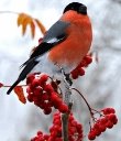 https://i.pinimg.com/736x/f3/69/db/f369db12141bd251959763de71b8f391--birds-bullfinch.jpg