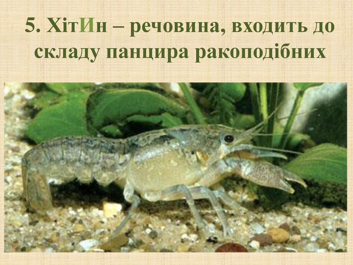 Кубинский рак. Procambarus Cubensis. Аквариумный кубинский рачок.
