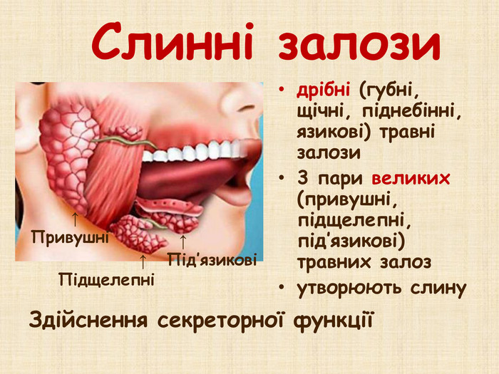 Слинні залозидрібні (губні, щічні, піднебінні, язикові) травні залози3 пари великих (привушні, підщелепні, під’язикові) травних залозутворюють слину ↑Привушні ↑Підщелепні ↑Під’язиковіЗдійснення секреторної функції