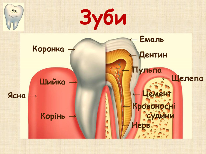 Зуби. Коронка →Шийка →Корінь →Ясна →← Емаль ← Дентин ← Пульпа ← Цемент ← Кровоносні судини ← Нерв ← Щелепа 