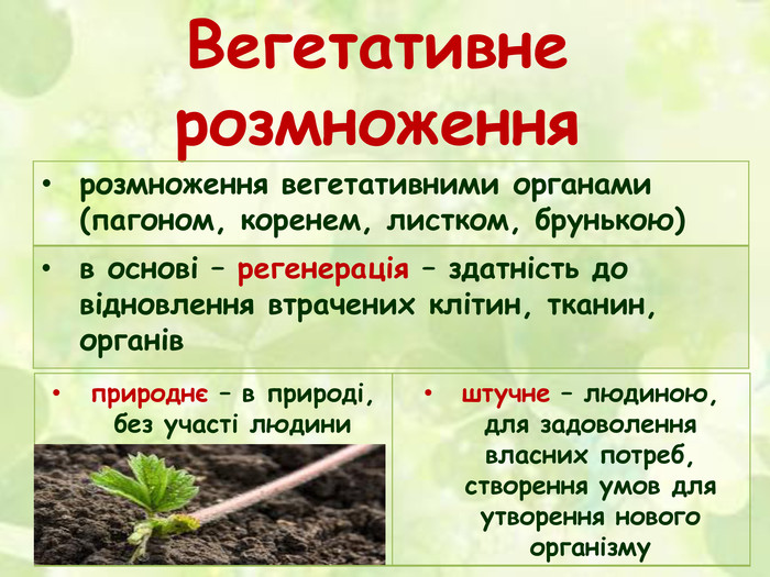 Реферат: Вегетативне розмноження рослин у природі та господарстві людини
