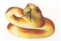 Картинки по запросу змія