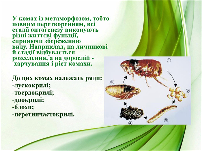 У комах із метаморфозом, тобто повним перетворенням, всі стадії онтогенезу виконують різні життєві функції, сприяючи збереженню виду. Наприклад, на личинковій стадії відбувається розселення, а на дорослій - харчування і ріст комахи. До цих комах належать ряди: лускокрилі; твердокрилі; двокрилі; блохи; перетинчастокрилі. 