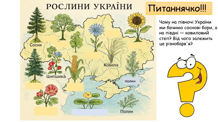 полин Чому на півночі України ми бачимо соснові бори, а на півдні — ковиловий степ? Від чого залежить це різнобарв'я? Питаннячко!!! 